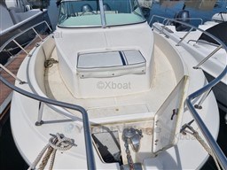 b4324_white_shark_236_-11.jpg