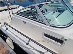 c83f8_white_shark_236_-5.jpg
