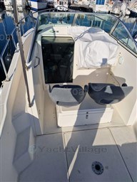 c9a2c_white_shark_237-13.jpg
