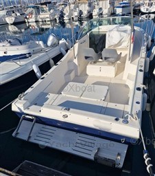 c264b_white_shark_237-17.jpg