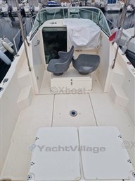 d570c_white_shark_237-10.jpg