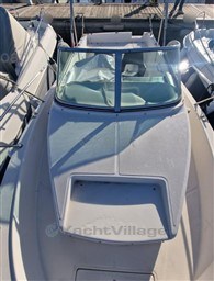 12cdf_white_shark_237-7.jpg