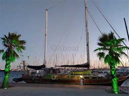 85582_caique_turque-40.jpg