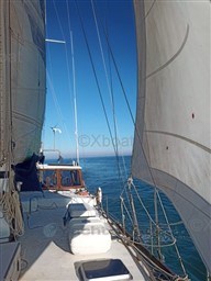 1cc78_caique_turque-36.jpg
