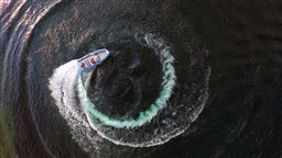 [E] LOMAC 600 IN DARK FLY 18